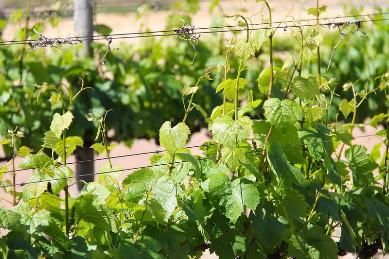 Tasting Tours